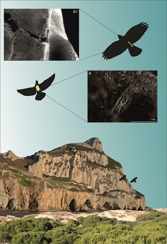 Anthropogenic cut marks on the bones of rock doves and choughs as evidence of consumption by Neanderthals